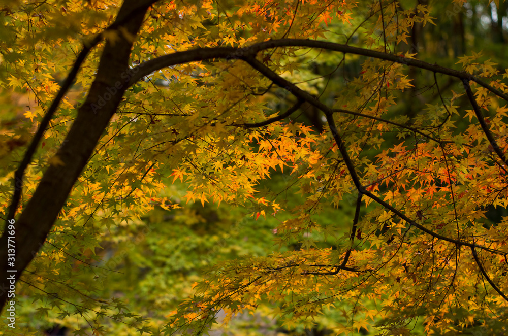The scenery of autumn leaves in Kyoto,Japan. The scenery of autumn leaves in Kyoto,Japan.