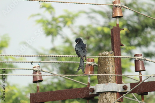 Black Drongo bird with two tails sitting on electric line or electric post on the morning photo