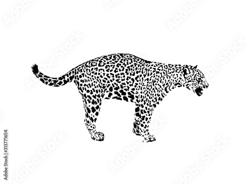 Fototapeta Naklejka Na Ścianę i Meble -  Leopard, wild cat. Wild animal print. Hand drawn illustration. for tattoo design, emblem, badge, t-shirt print. Engraving of wild animal. Classic vintage style.
