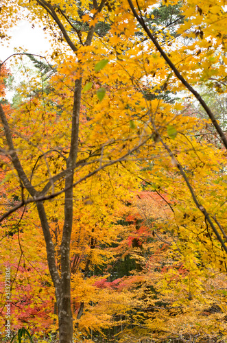 The scenery of autumn leaves in Kyoto,Japan.