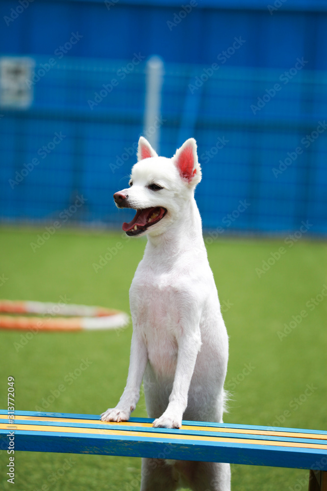 Happy puppies in a private playground Happy puppies in a private playground