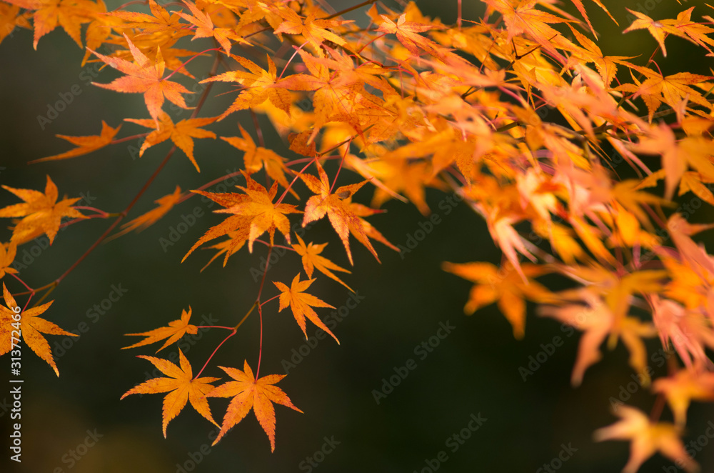 The scenery of autumn leaves in Kyoto,Japan. The scenery of autumn leaves in Kyoto,Japan.