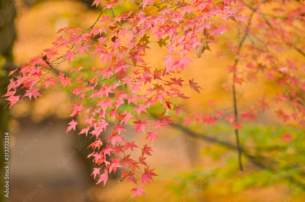 The scenery of autumn leaves in Kyoto,Japan. The scenery of autumn leaves in Kyoto,Japan.