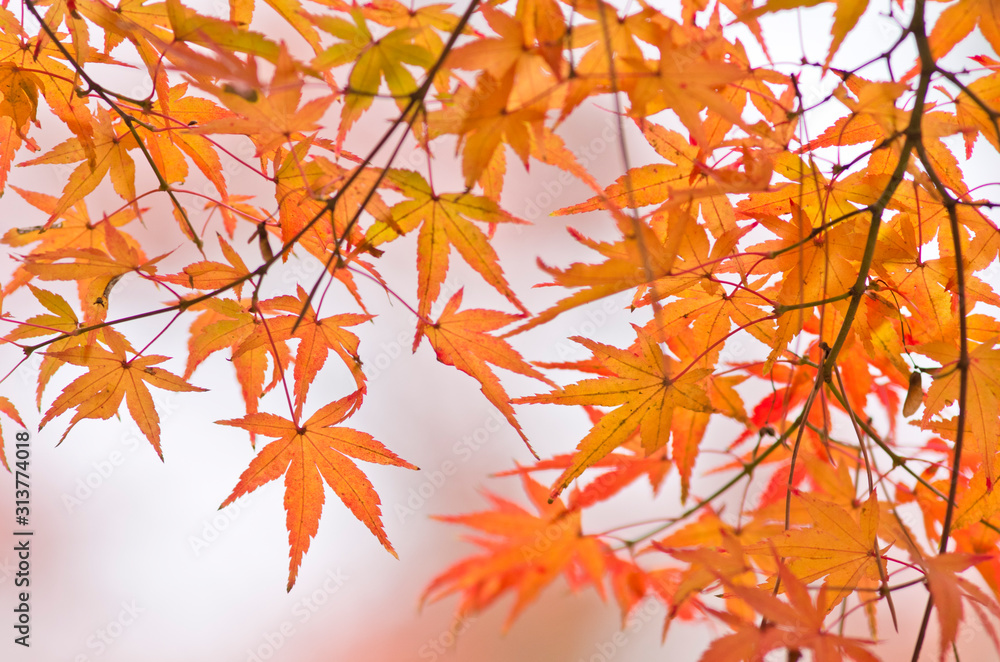 The scenery of autumn leaves in Kyoto,Japan.