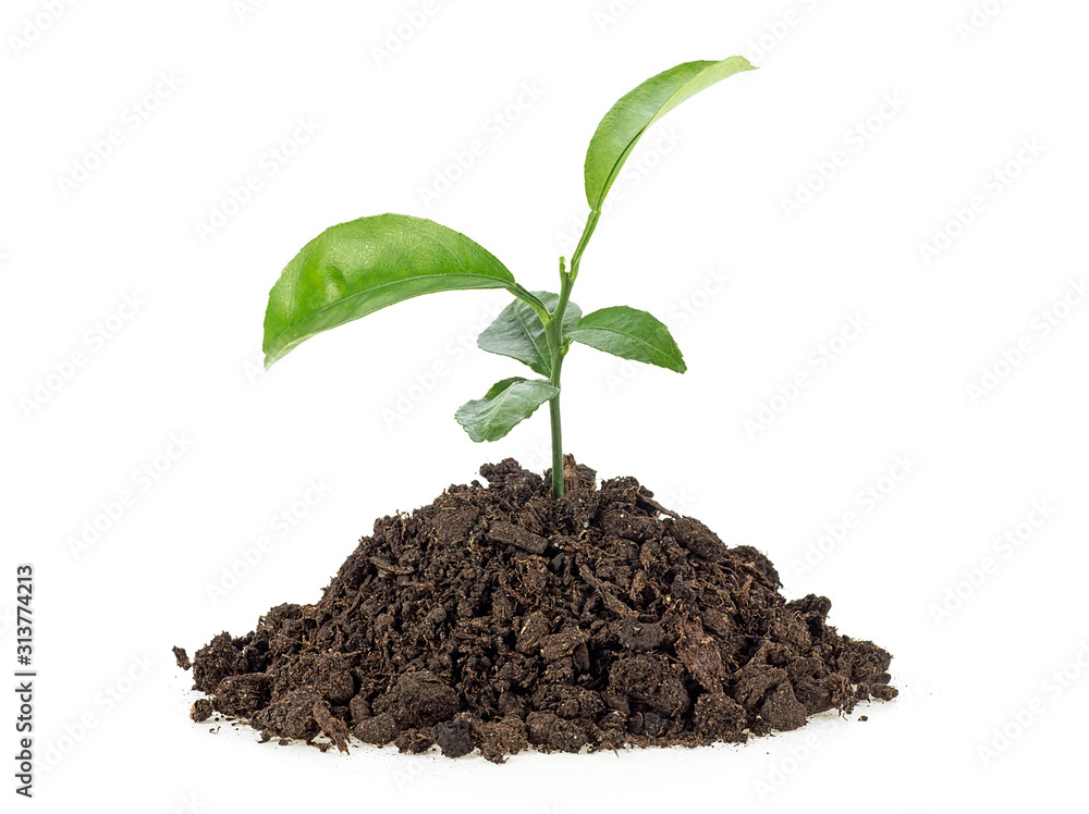 Small growing green plant with dark brown soil, white background. - obrazy, fototapety, plakaty 
