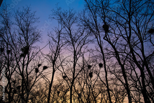 Black tree trunks with nests of crows on the background of a beautiful sunset.