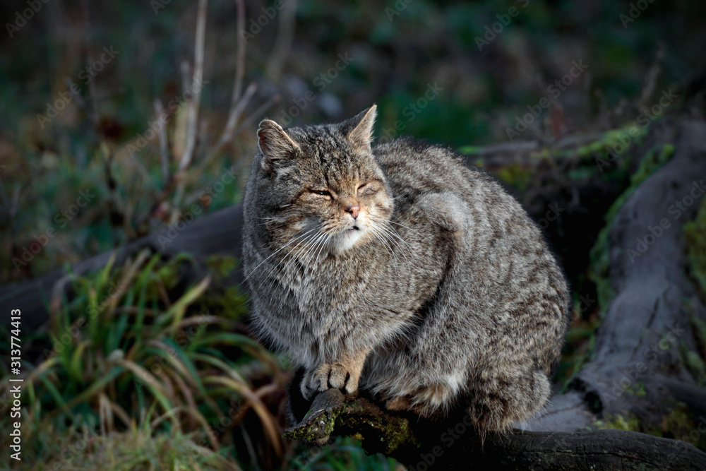 Naklejka premium wild cat sitting on a tree trunk