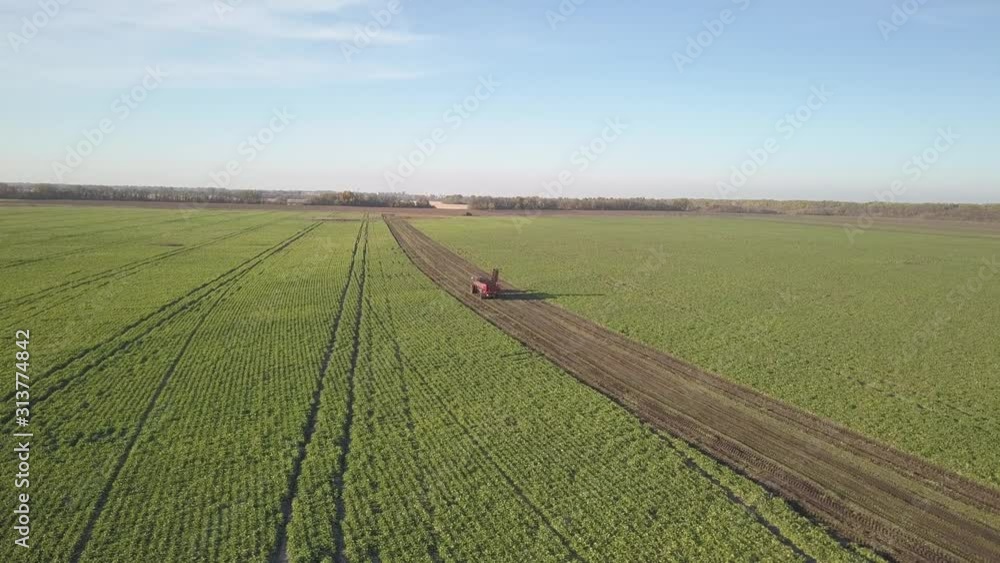 Harvesting sugar beets. Combines and cars remove root crops from the field. Aerial survey from a drone or quadrocopter. Autumn field work on the farm. Harvesting raw materials for sugar production. Harvesting sugar beets. Combines and cars remove root crops from the field. Aerial survey from a drone or quadrocopter. Autumn field work on the farm. Harvesting raw materials for sugar production.