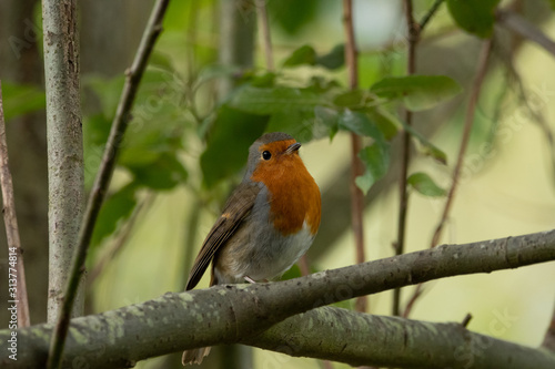 Robin © Eladio De Macedo