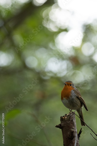 Robin