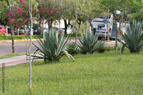 Three garden specimens of the Sword of St. George photo