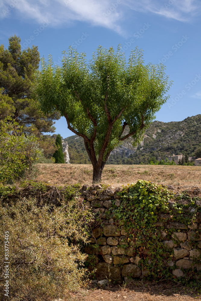 Landscape With Stone Wall In Provence South Of France