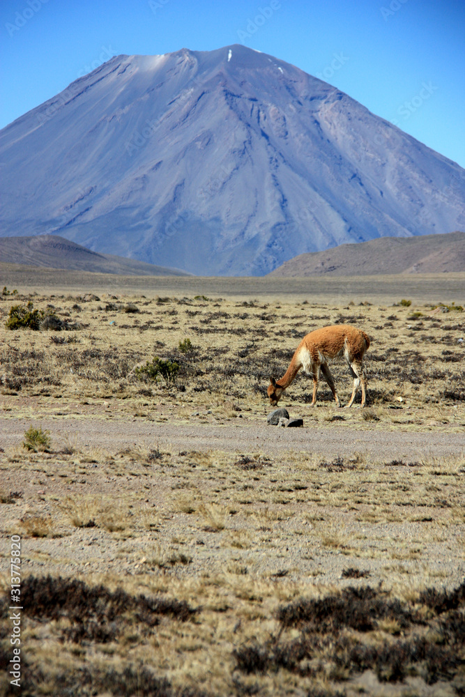 Wild Vicuña grazing the plains of the Reserva Nacional de Salinas y Aguada Blanca in front of the majestic Misti Volcano in the Andes Mountain Range Wild Vicuña grazing the plains of the Reserva Nacional de Salinas y Aguada Blanca in front of the majestic Misti Volcano in the Andes Mountain Range