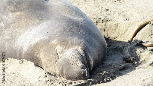 HD video close up of one young male elephant seal sleeping on the beach. flies buzzing around his face.