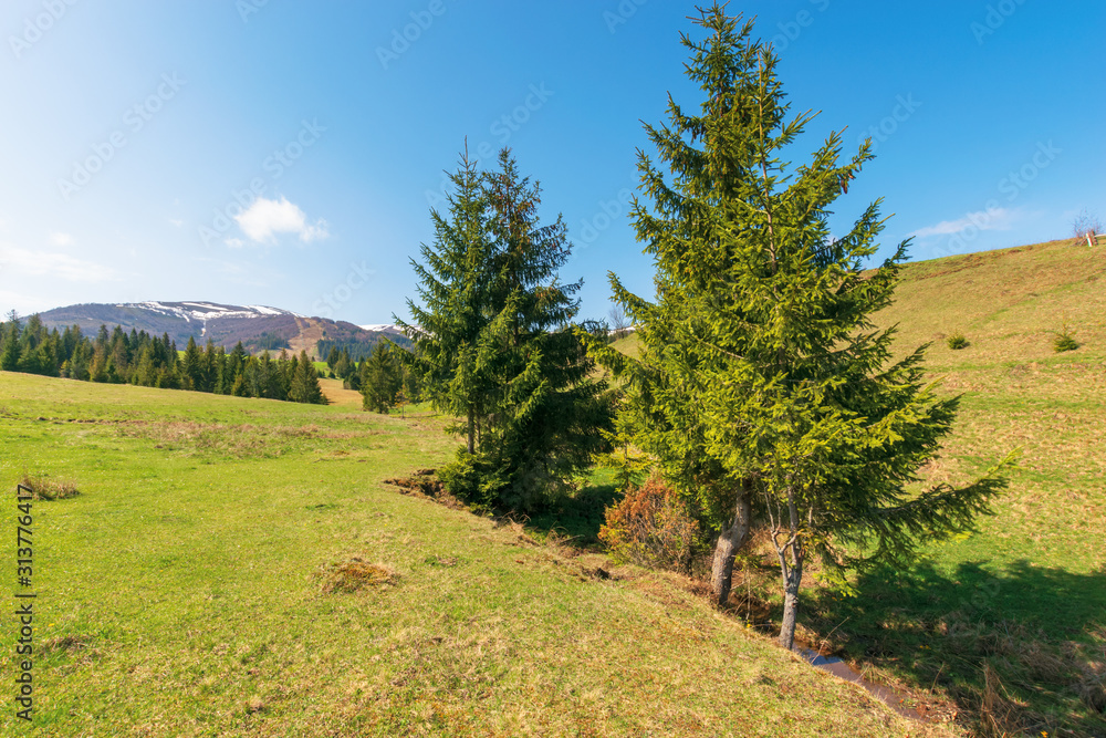 mountainous countryside in springtime. spruce trees on the grassy hills. spots of snow on the distant mountain top. sunny weather with blue cloudless sky. carpathian rural landscape mountainous countryside in springtime. spruce trees on the grassy hills. spots of snow on the distant mountain top. sunny weather with blue cloudless sky. carpathian rural landscape