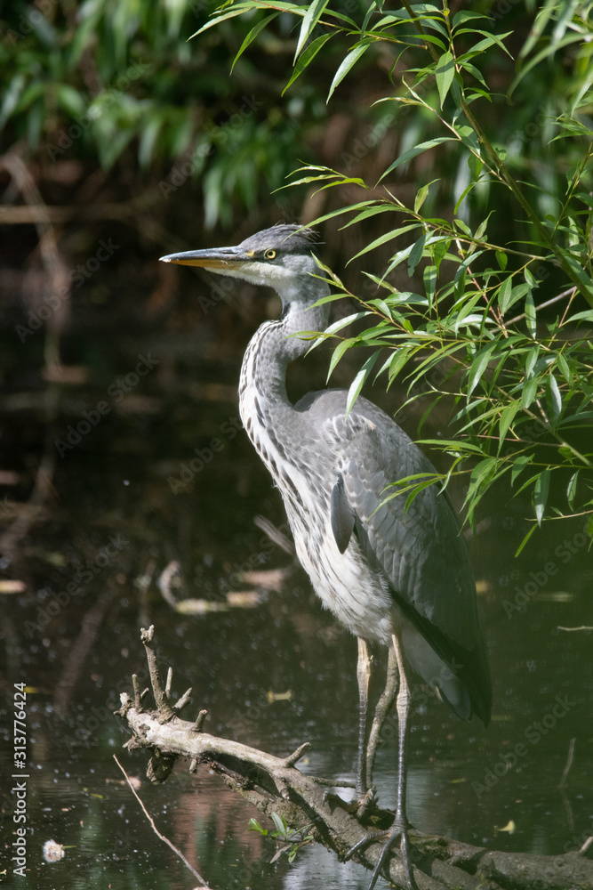 Fototapeta premium Heron in the canal