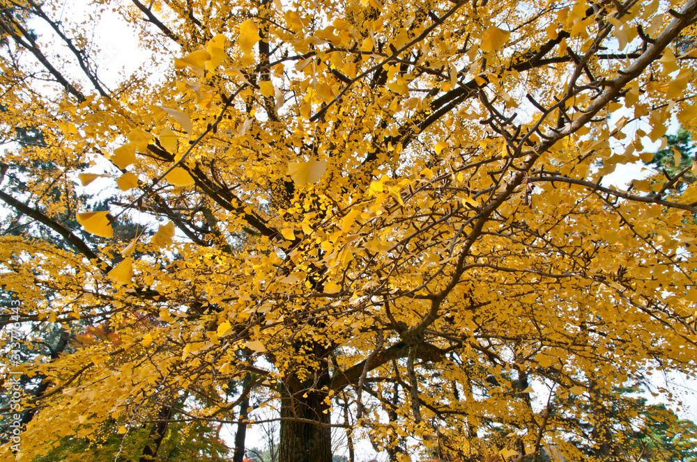 The scenery of autumn leaves in Kyoto,Japan.