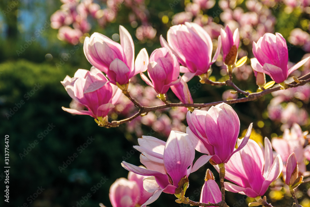 Obraz premium pink blossom of magnolia tree. big flowers on the twig on a sunny day. garden nature background. happy springtime mood. spring has sprung