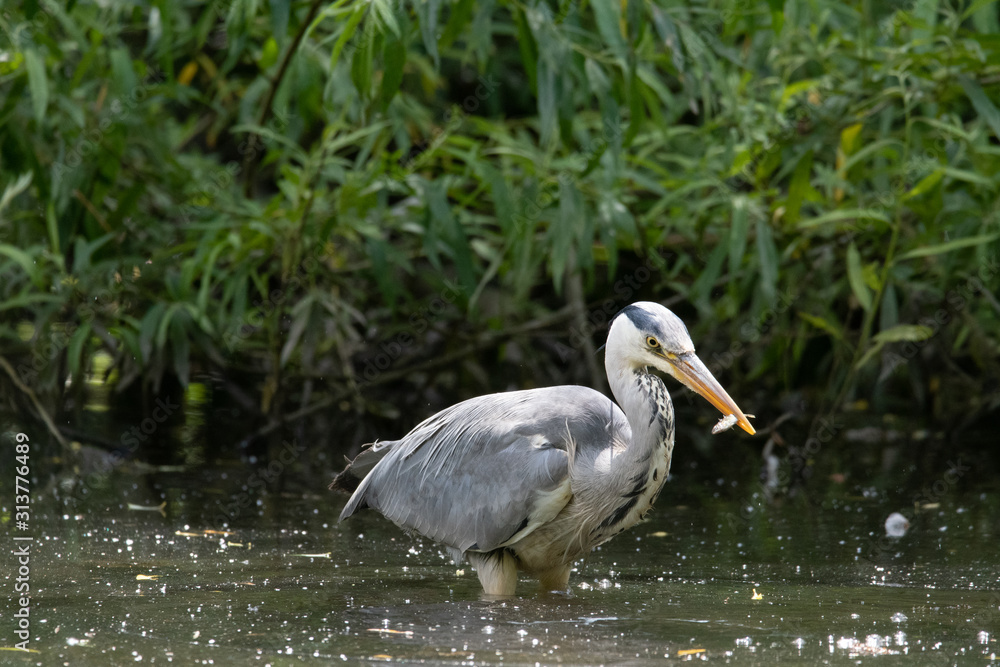Fototapeta premium Heron in the canal