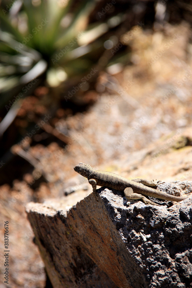 A brown Lizard enjoying the warm sun rays on a rock in the Colca Canyon in Peru A brown Lizard enjoying the warm sun rays on a rock in the Colca Canyon in Peru