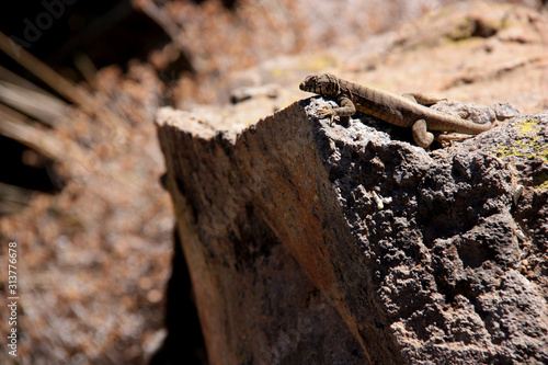 A brown Lizard enjoying the warm sun rays on a rock in the Colca Canyon in Peru