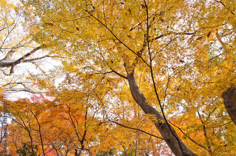 The scenery of autumn leaves in Kyoto,Japan. The scenery of autumn leaves in Kyoto,Japan.