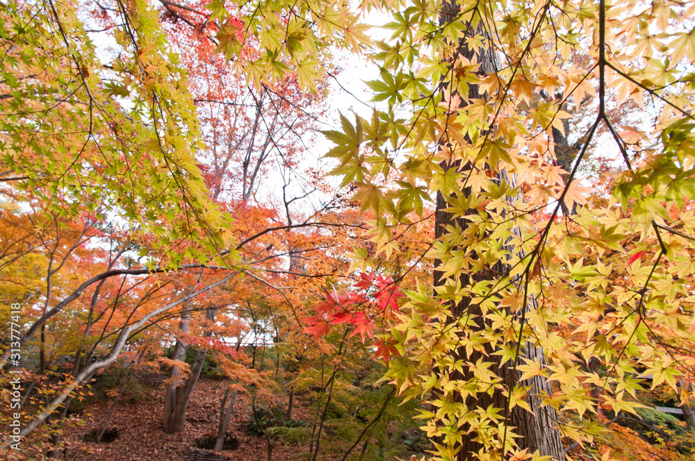 The scenery of autumn leaves in Kyoto,Japan. The scenery of autumn leaves in Kyoto,Japan.