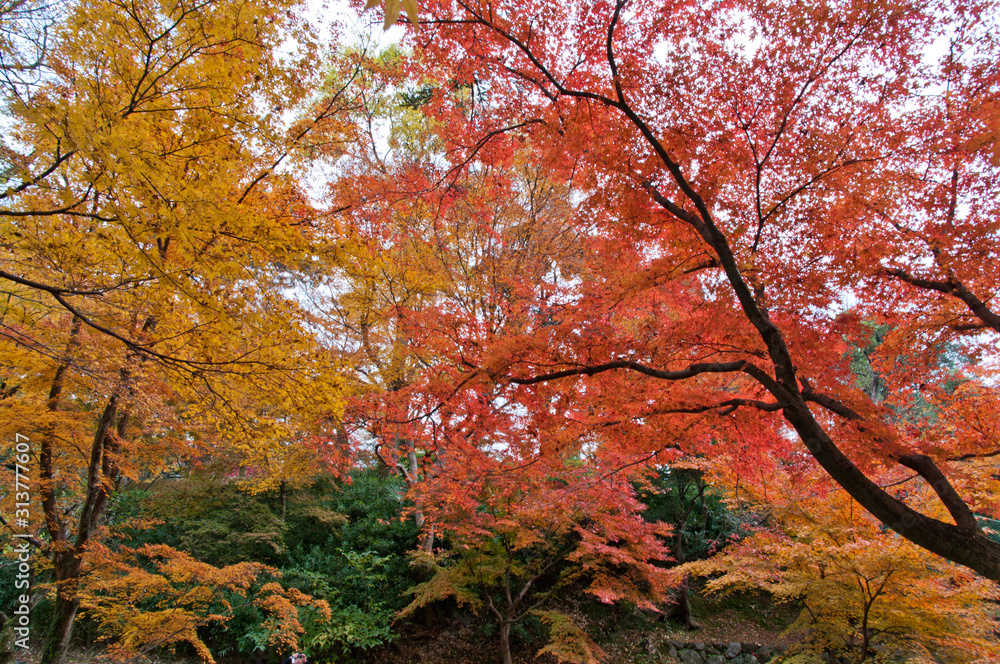 The scenery of autumn leaves in Kyoto,Japan.