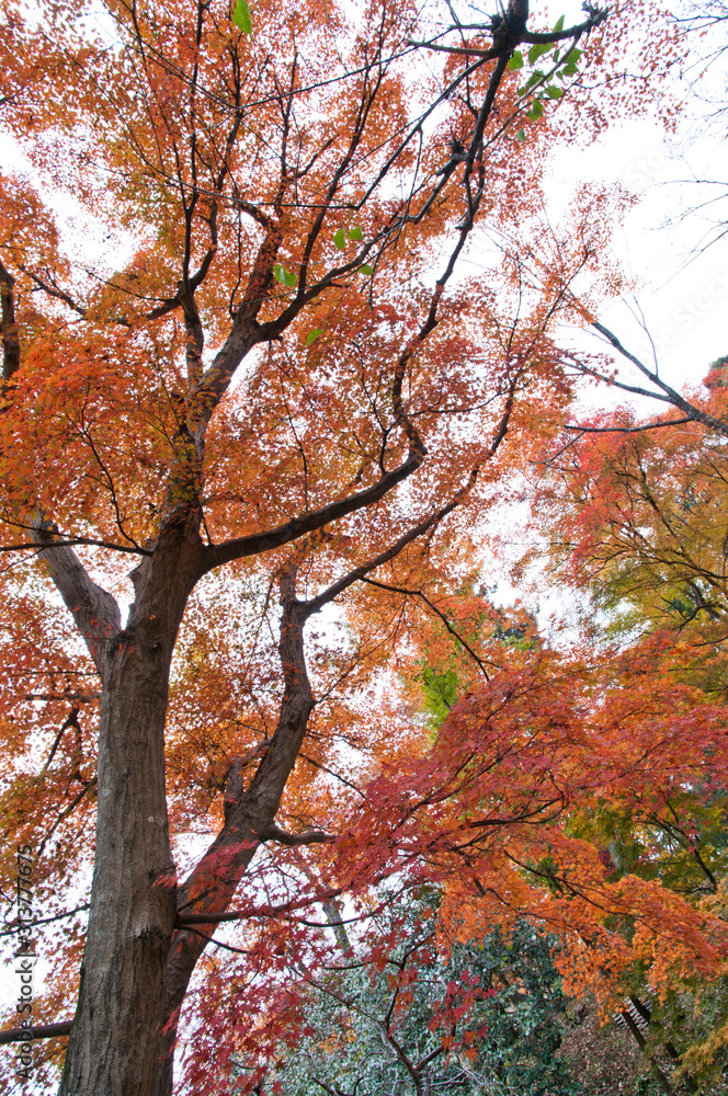 The scenery of autumn leaves in Kyoto,Japan. The scenery of autumn leaves in Kyoto,Japan.