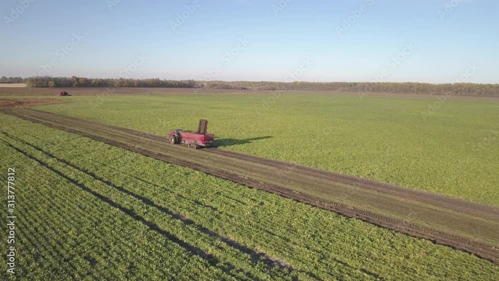 Harvesting sugar beets. Combines and cars remove root crops from the field. Aerial survey from a drone or quadrocopter. Autumn field work on the farm. Harvesting raw materials for sugar production. Harvesting sugar beets. Combines and cars remove root crops from the field. Aerial survey from a drone or quadrocopter. Autumn field work on the farm. Harvesting raw materials for sugar production.