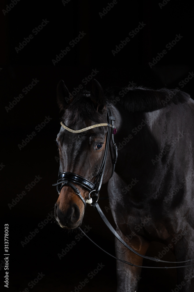Fototapeta premium Horse whole blood Mecklenburg photographed against a black background with flash low key in portraits of the head.