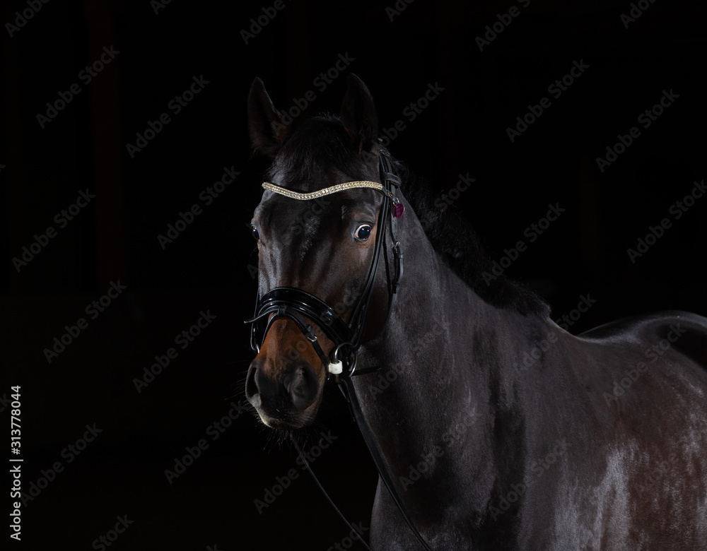 Fototapeta premium Horse whole blood Mecklenburg photographed against a black background with flash low key in portraits of the head.