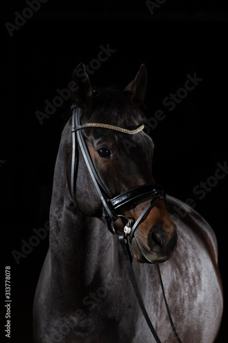 Horse whole blood Mecklenburg photographed against a black background with flash low key in portraits of the head.