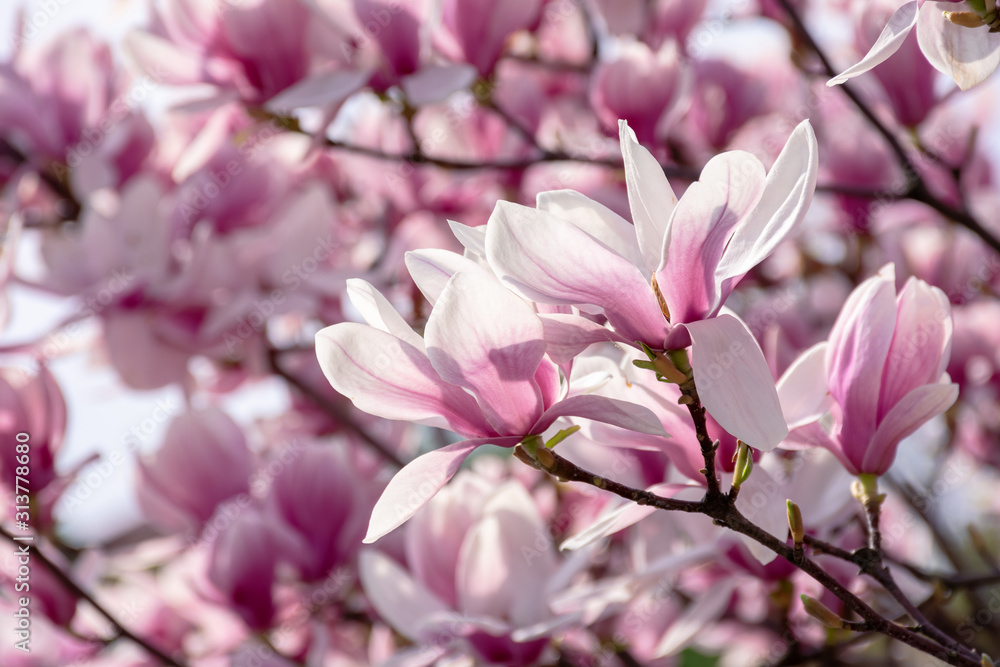 pink blossom of magnolia tree. big flowering on the twigs in sunlight. spring season in the garden. bright ornamental background pink blossom of magnolia tree. big flowering on the twigs in sunlight. spring season in the garden. bright ornamental background