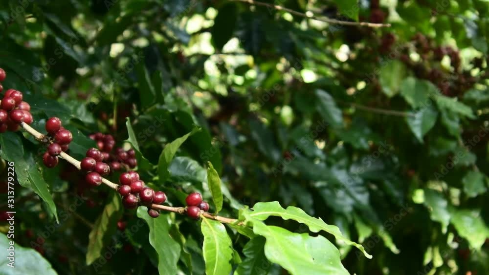 Coffee beans ripening on tree in North of thailand. fresh coffee cherry. Coffee beans ripening on tree in North of thailand. fresh coffee cherry.
