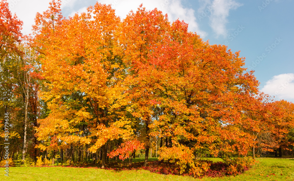 Group of red oaks with autumn leaves in park