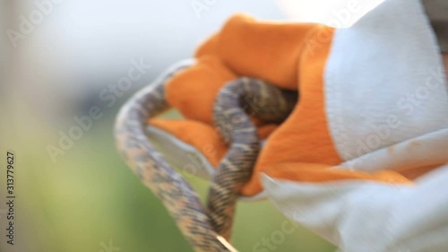 Lampropeltis getula meansi, commonly known as Apalachicola Kingsnake