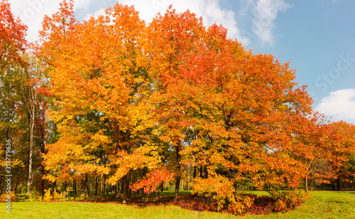 Group of red oaks with autumn leaves in park