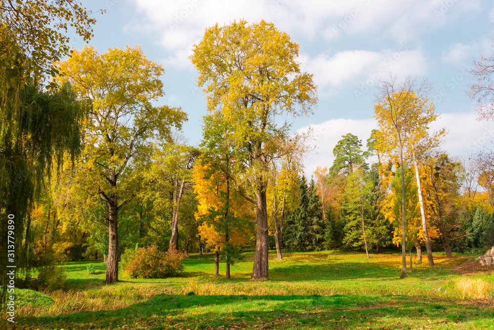 Fototapeta premium Fragment jesiennego parku z różnymi drzewami