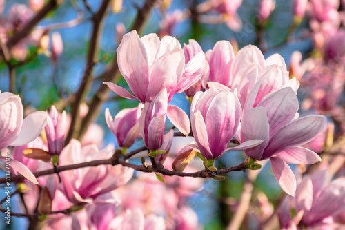 magnolia tree blossom in springtime. tender pink flowers bathing in sunlight. warm april weather photo