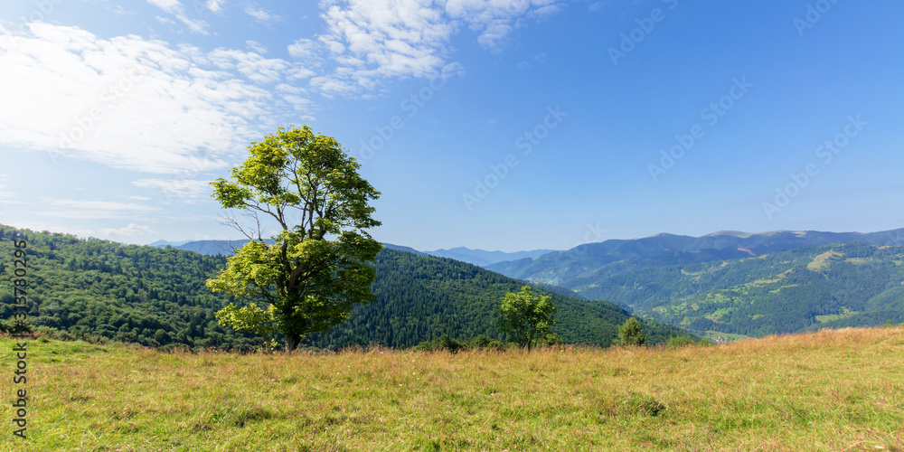 tree on the meadow in mountain scenery. beautiful summer landscape on a sunny day. wonderful weather at high noon with clouds on the blue sky