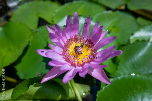 Bees in the lotus