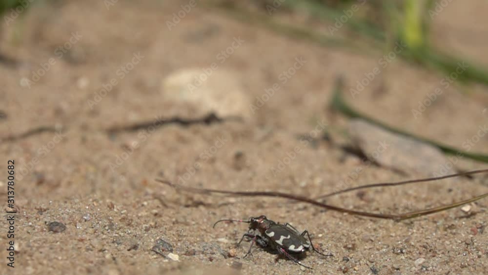Slow Motion: Rapid take-off of the Northern Dune Tiger Beetle (Cicindela hybrida). Slow down 8 times Slow Motion: Rapid take-off of the Northern Dune Tiger Beetle (Cicindela hybrida). Slow down 8 times