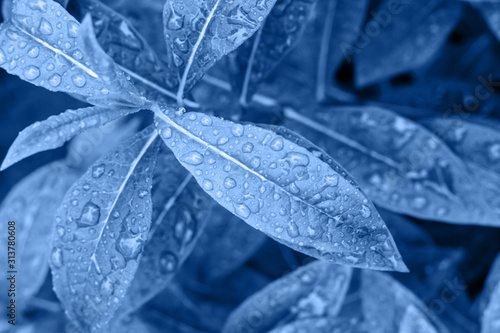 leaf with water drops after the rain for background in classic blue trendy color. Color of the year 2020.