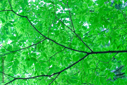 Tree and light green leaf in forest