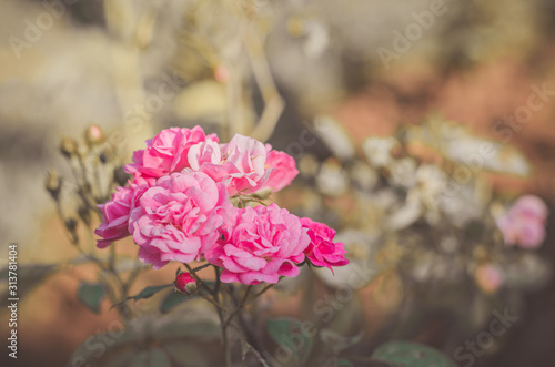 Out of focus pink roses for background with noise and grains texture film.