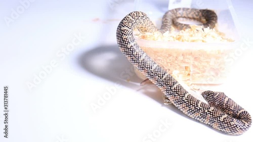 Lampropeltis getula meansi, commonly known as Apalachicola Kingsnake