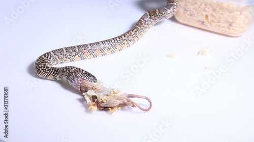 Lampropeltis getula meansi, commonly known as Apalachicola Kingsnake