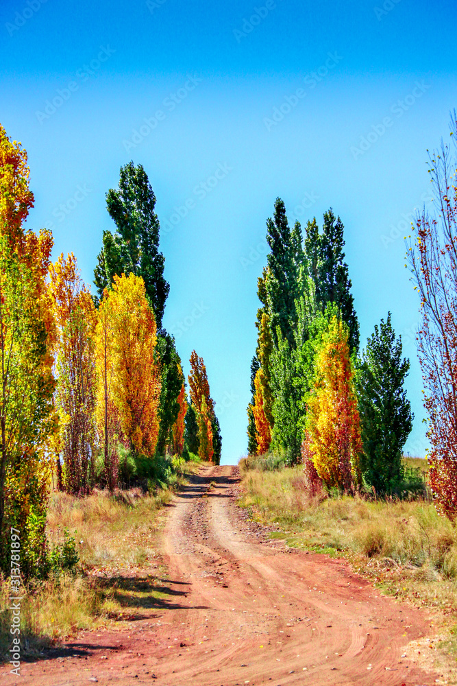 Fototapeta premium atumn road