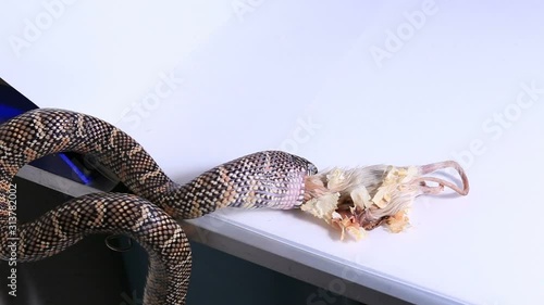 Lampropeltis getula meansi, commonly known as Apalachicola Kingsnake